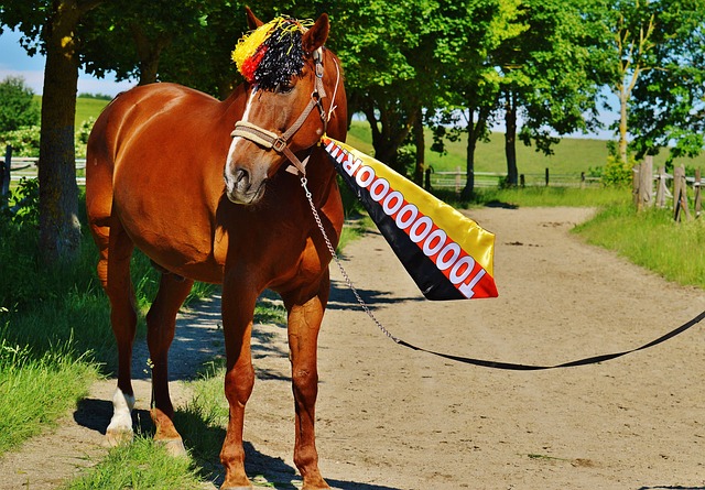 体育竞技 体育竞技